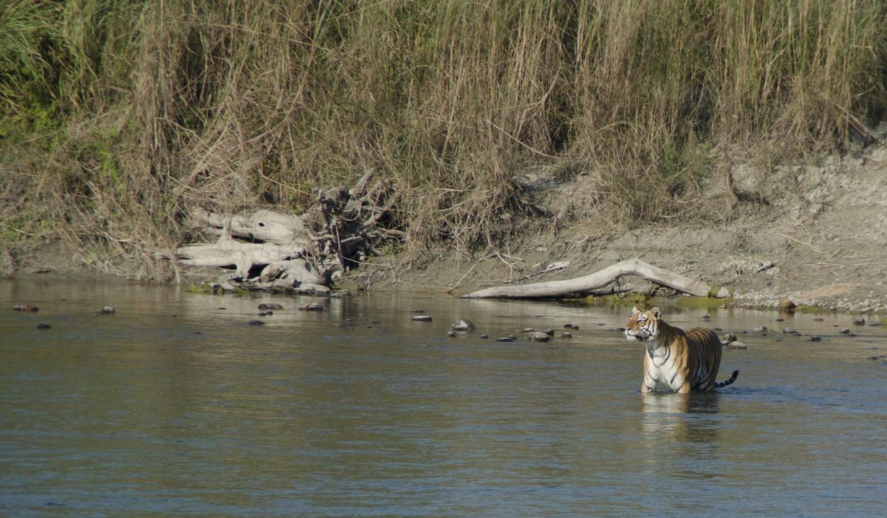 Bardiya Bardia Wildlife Resort מראה חיצוני תמונה