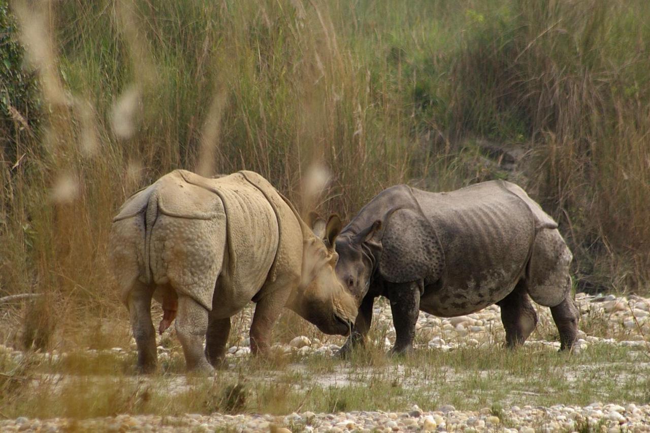 Bardiya Bardia Wildlife Resort מראה חיצוני תמונה