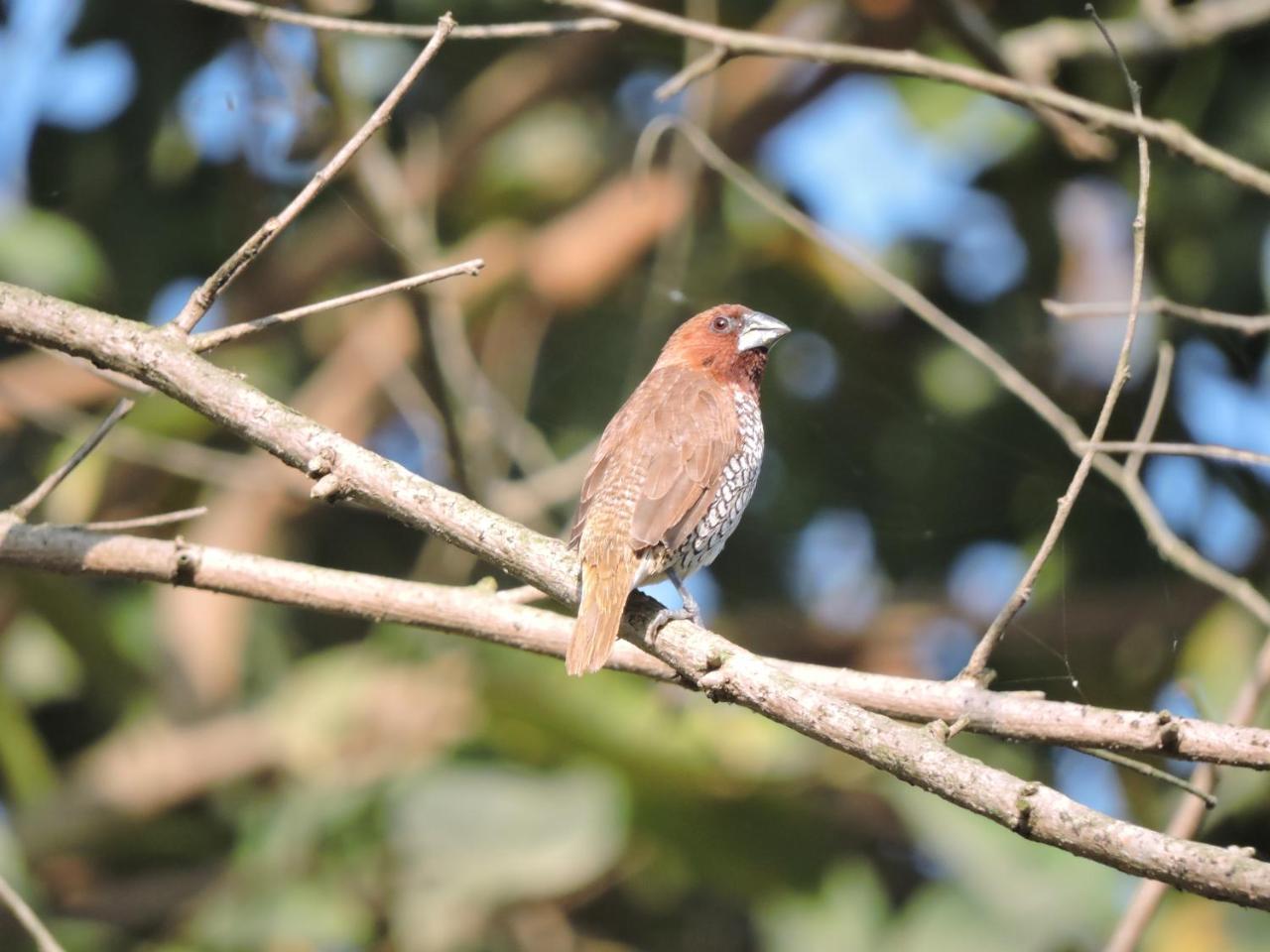 Bardiya Bardia Wildlife Resort מראה חיצוני תמונה